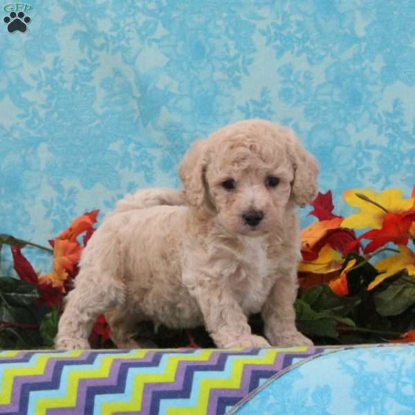 Almond, Bich-Poo Puppy